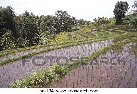 Terraced Rice Fields Penebel Bali View Large Photo Image Picture - Terraced Rice Fields Penebel Bali. Fotosearch