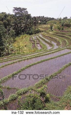 Terraced Rice Fields Penebel Bali View Large Photo Image Stock Image - Terraced Rice Fields Penebel Bali. Fotosearch