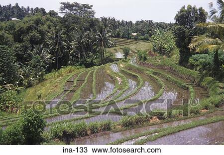 Stock Image - Terraced Rice Fields Penebel Bali. Fotosearch