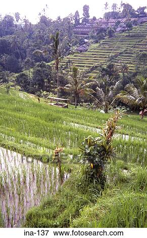 Stock Photo - Terraced Rice Fields Penebel Bali. Fotosearch