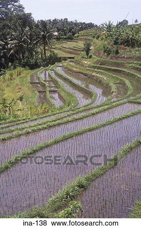 Stock Photo - Terraced Rice Fields Penebel Bali. Fotosearch
