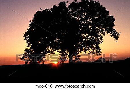 Tree Silhouetted at Sunset Wales View Large Photo Image Stock Photograph - Tree Silhouetted at Sunset Wales. Fotosearch