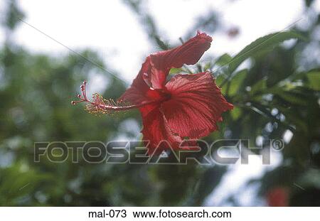 Tropical Flower Maldives View Large Photo Image Stock Image - Tropical Flower Maldives. Fotosearch