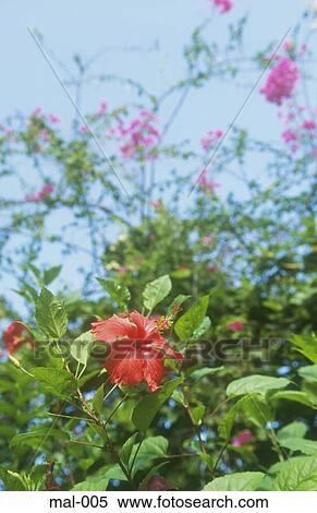 Tropical Flower Maldives View Large Photo Image Stock Photography - Tropical Flower Maldives. Fotosearch