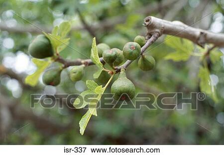 Stock Photo - Unripe Figs on Tree Israel. Fotosearch