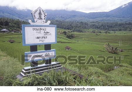 Valley of Rice Fields Jatiluwih Bali View Large Photo Image Stock Image - Valley of Rice Fields Jatiluwih Bali. Fotosearch