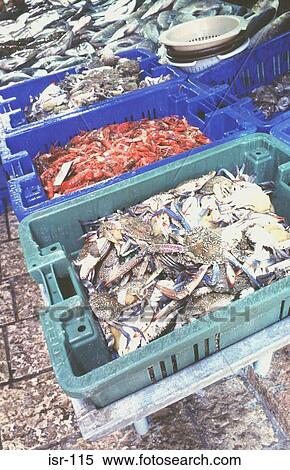 Various Sea Food in Market Display Akko Israel View Large Photo Image Stock Photography - Various Sea Food in Market Display Akko Israel. Fotosearch