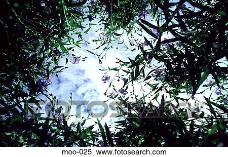 Stock Photography - View of Sky Through Tree Tops Wales UK. Fotosearch