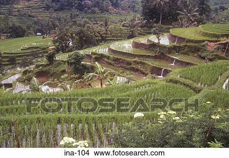 View of Terraced Rice Fields Jatiluwih Bali View Large Photo Image Picture - View of Terraced Rice Fields Jatiluwih Bali. Fotosearch