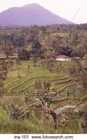 View of Terraced Rice Fields Jatiluwih Bali View Large Photo Image Stock Image - View of Terraced Rice Fields Jatiluwih Bali. Fotosearch