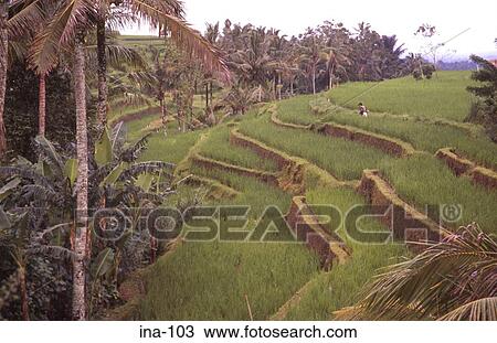 Stock Image - View of Terraced Rice Fields Jatiluwih Bali. Fotosearch
