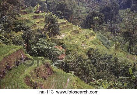 Stock Image - View of Terraced Rice Fields Jatiluwih Bali. Fotosearch