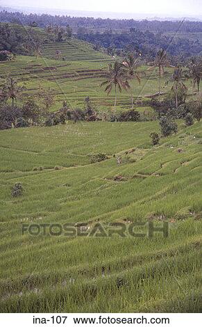 Stock Photo - View of Terraced Rice Fields Jatiluwih Bali. Fotosearch