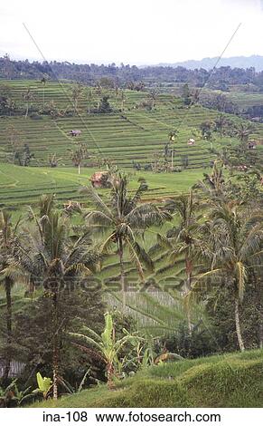 View of Terraced Rice Fields Jatiluwih Bali View Large Photo Image Stock Photo - View of Terraced Rice Fields Jatiluwih Bali. Fotosearch
