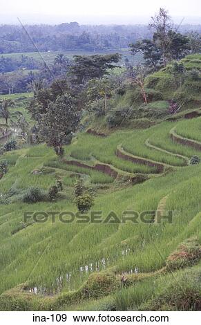 View of Terraced Rice Fields Jatiluwih Bali View Large Photo Image Stock Photo - View of Terraced Rice Fields Jatiluwih Bali. Fotosearch