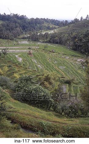 Stock Photo - View of Terraced Rice Fields Jatiluwih Bali. Fotosearch