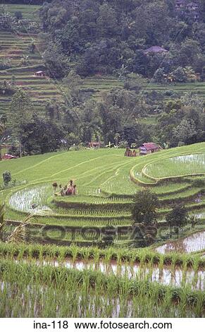 View of Terraced Rice Fields Jatiluwih Bali View Large Photo Image Stock Photo - View of Terraced Rice Fields Jatiluwih Bali. Fotosearch