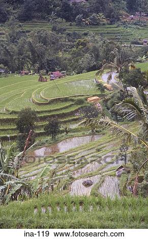 View of Terraced Rice Fields Jatiluwih Bali View Large Photo Image Stock Photo - View of Terraced Rice Fields Jatiluwih Bali. Fotosearch