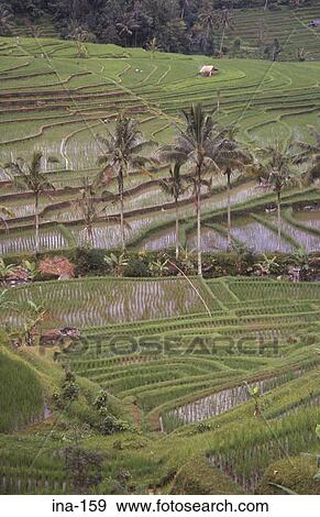 Stock Photo - View of Terraced Rice Fields Jatiluwih Bali. Fotosearch