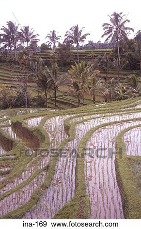 View of Terraced Rice Fields Jatiluwih Bali View Large Photo Image Stock Photo - View of Terraced Rice Fields Jatiluwih Bali. Fotosearch