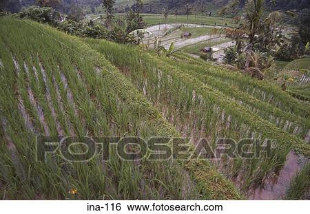 Stock Photograph - View of Terraced Rice Fields Jatiluwih Bali. Fotosearch