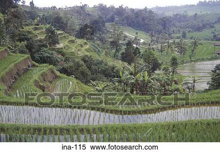 Stock Photography - View of Terraced Rice Fields Jatiluwih Bali. Fotosearch