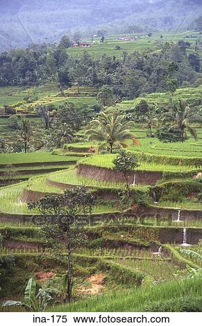 Stock Photography - View of Terraced Rice Fields Jatiluwih Bali. Fotosearch