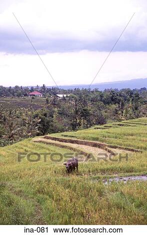 View of Terraced Rice Fields Penebel Bali View Large Photo Image Stock Image - View of Terraced Rice Fields Penebel Bali. Fotosearch