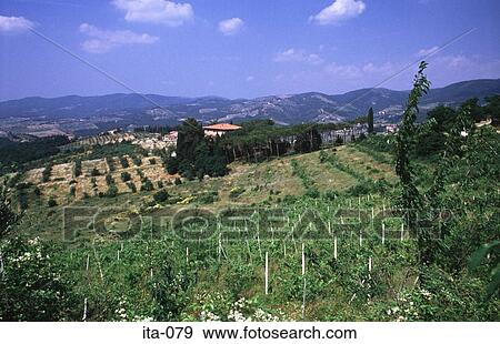Vineyard Tuscany Italy Europe View Large Photo Image Stock Photo - Vineyard Tuscany Italy Europe. Fotosearch