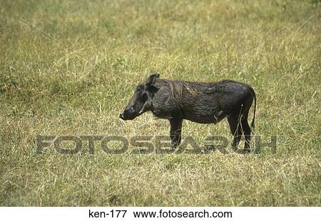 Stock Photo - Warthog Kenya. Fotosearch