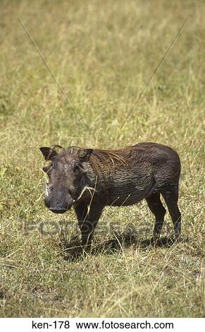 Warthog Kenya View Large Photo Image Stock Photo - Warthog Kenya. Fotosearch