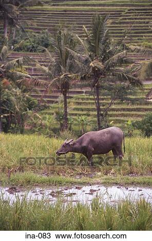 Water Buffalo in Rice Field Bali View Large Photo Image Stock Image - Water Buffalo in Rice Field Bali. Fotosearch
