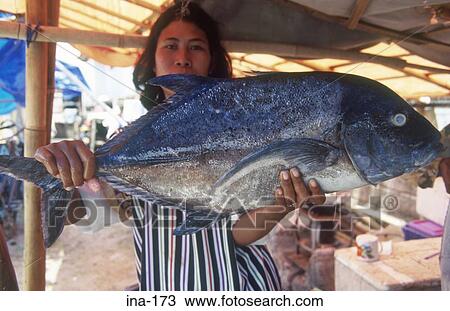 Woman Presenting Fish Bali View Large Photo Image Stock Image - Woman Presenting Fish Bali. Fotosearch