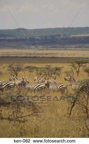 Zebras Masai Mara National Reserve Kenya View Large Photo Image Stock Image - Zebras Masai Mara National Reserve Kenya. Fotosearch