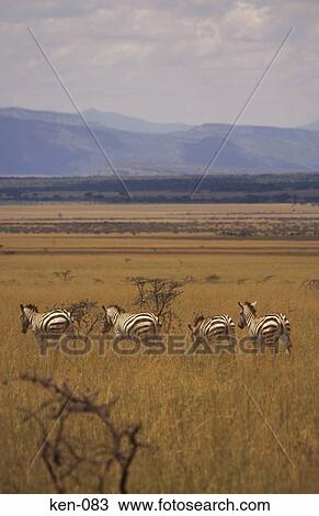 Stock Image - Zebras Masai Mara National Reserve Kenya. Fotosearch