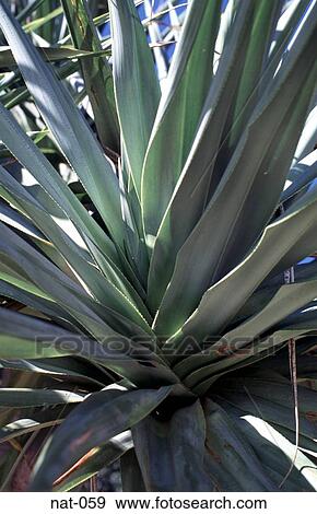 とげとげである 葉 の オーストラリア人 熱帯 植物 写真館 イメージ館 Nat 059 Fotosearch