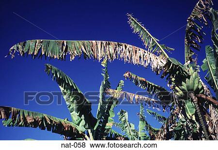 A Banana Tree against a Cloudless Sky View Large Photo Image Stock Photo - A Banana Tree against a Cloudless Sky. Fotosearch