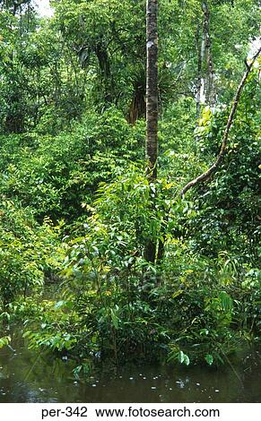 Amazon Rain Forrest Iquitos Peru View Large Photo Image Stock Image - Amazon Rain Forrest Iquitos Peru. Fotosearch