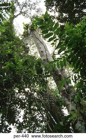 Amazon Rain Forrest Iquitos Peru View Large Photo Image Stock Image - Amazon Rain Forrest Iquitos Peru. Fotosearch
