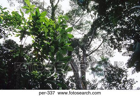 Amazon Rain Forrest Iquitos Peru View Large Photo Image Stock Photo - Amazon Rain Forrest Iquitos Peru. Fotosearch