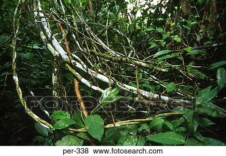 Amazon Rain Forrest Iquitos Peru View Large Photo Image Stock Photo - Amazon Rain Forrest Iquitos Peru. Fotosearch