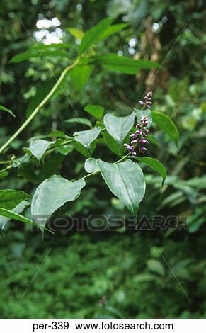 Amazon Rain Forrest Iquitos Peru View Large Photo Image Stock Photo - Amazon Rain Forrest Iquitos Peru. Fotosearch