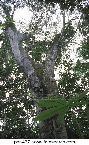 Amazon Rain Forrest Iquitos Peru View Large Photo Image Stock Photo - Amazon Rain Forrest Iquitos Peru. Fotosearch
