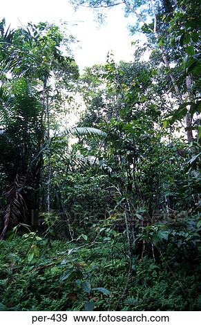 Amazon Rain Forrest Iquitos Peru View Large Photo Image Stock Photo - Amazon Rain Forrest Iquitos Peru. Fotosearch
