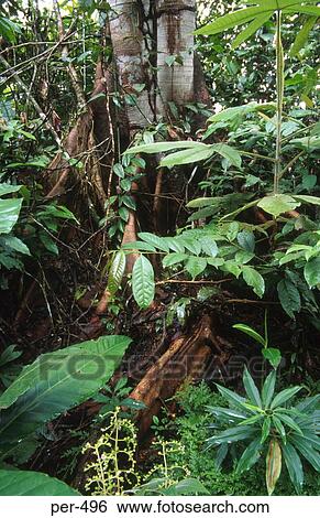 Amazon Rain Forrest Iquitos Peru View Large Photo Image Stock Photograph - Amazon Rain Forrest Iquitos Peru. Fotosearch