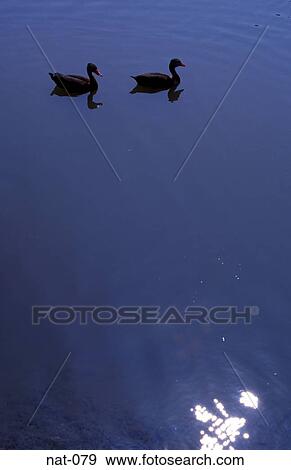 Aquatic Birds Silhouetted Against Water View Large Photo Image Stock Photo - Aquatic Birds Silhouetted Against Water. Fotosearch