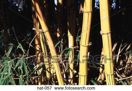Bamboo View Large Photo Image Stock Photo - Bamboo. Fotosearch
