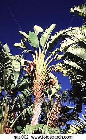 Stock Image - Banana Tree South Africa. Fotosearch