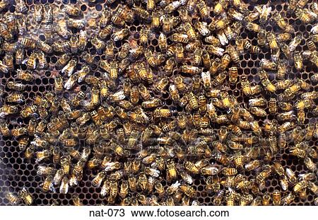 Bees on Comb View Large Photo Image Stock Image - Bees on Comb. Fotosearch