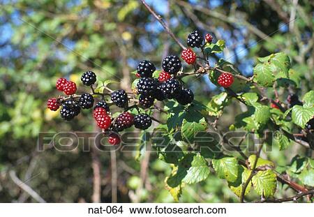 Blackberries on Bush View Large Photo Image Picture - Blackberries on Bush. Fotosearch